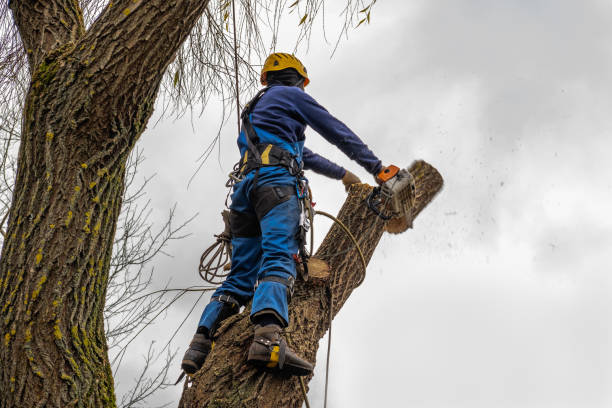 The Steps Involved in Our Tree Care Process in East Moline, IL